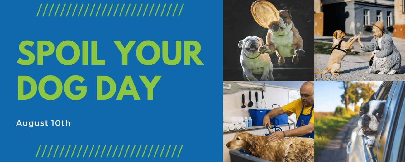 10 Things to do on Spoil Your Dog Day