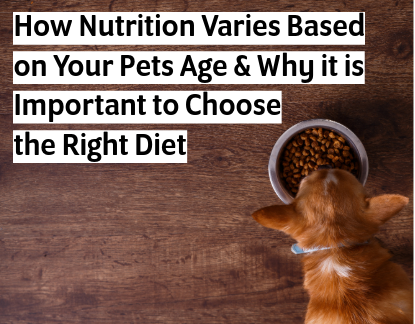 Why it is Important to Choose the Right Diet for your Pet