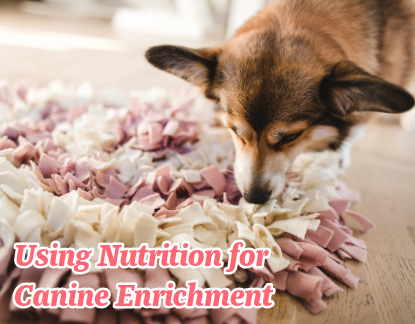 Using Nutrition for Canine Enrichment