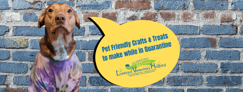 Fun Quarantine Pet Friendly Snacks and Crafts 