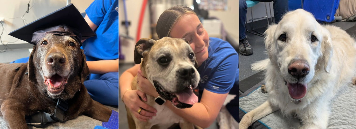 Silver Snouts Workshop Series Silver Snouts Workshop Series