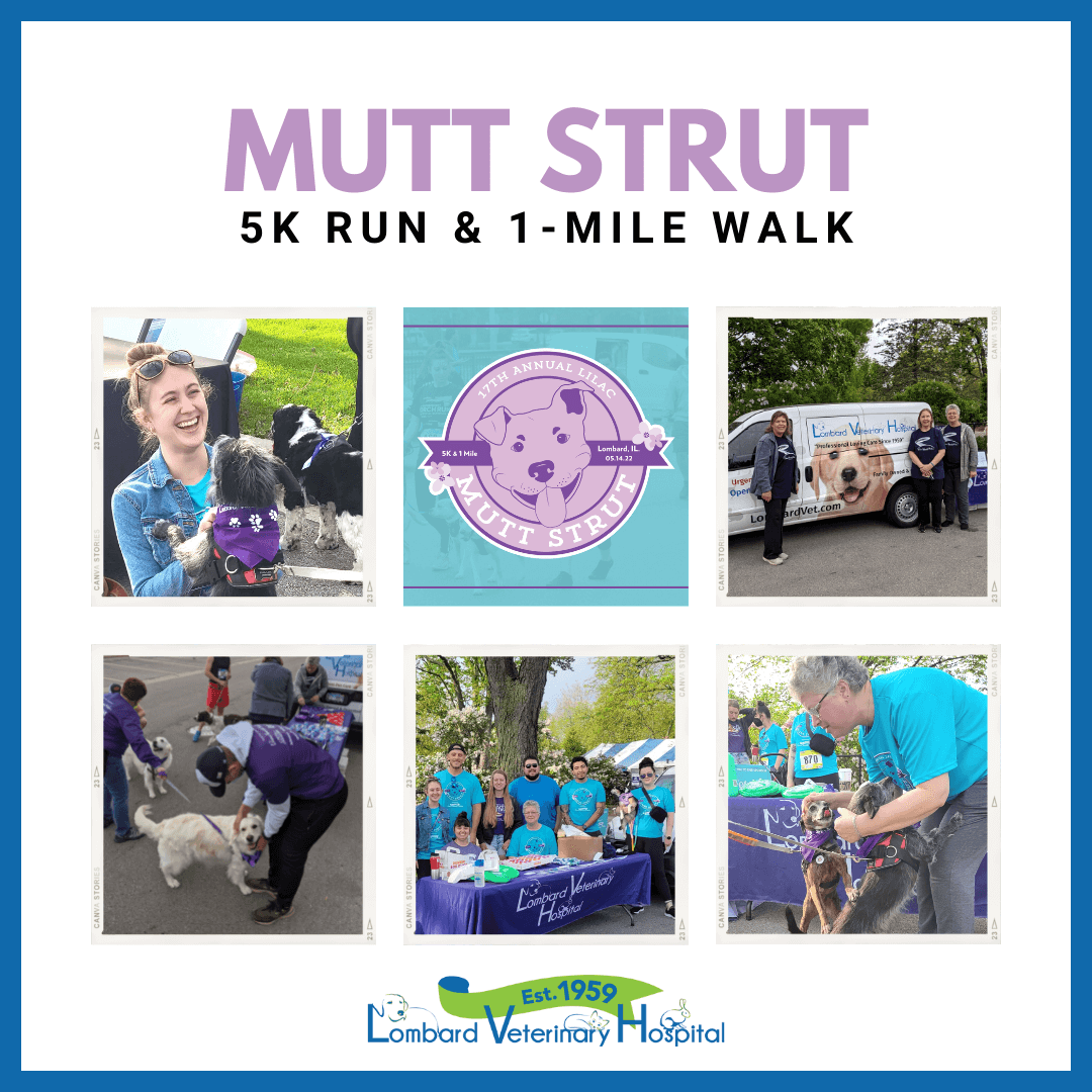 ??????Mutt Strut 5K Run & 1-Mile Walk