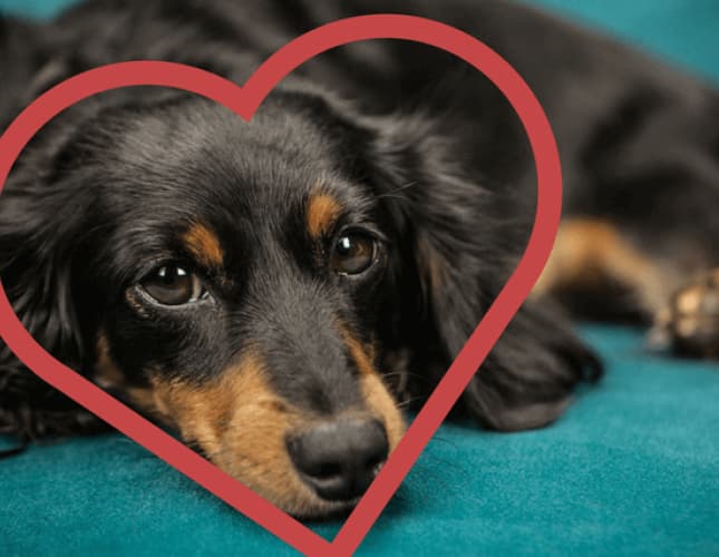 Dog Cardiology: At the Heart of the Matter