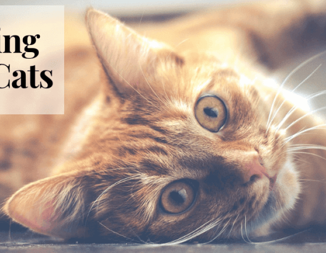 Managing Pain in Cats