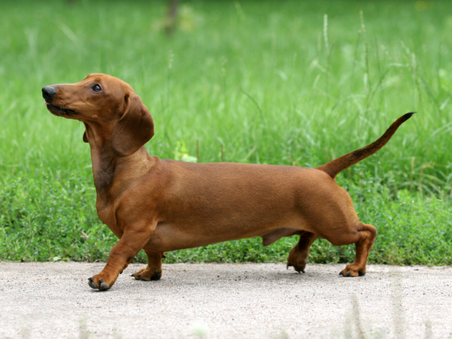 Dachshund