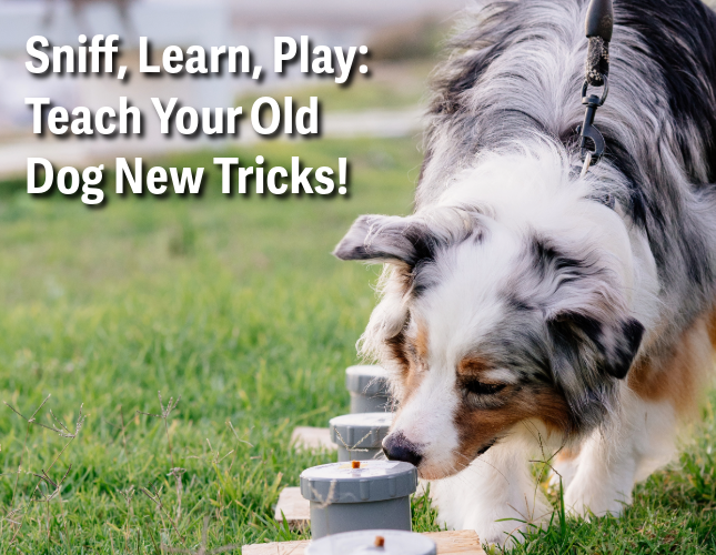 Sniff, Learn, Play: Teach Your Old Dog New Tricks!