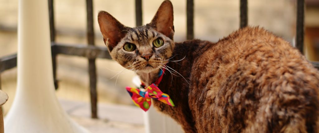 Devon Rex