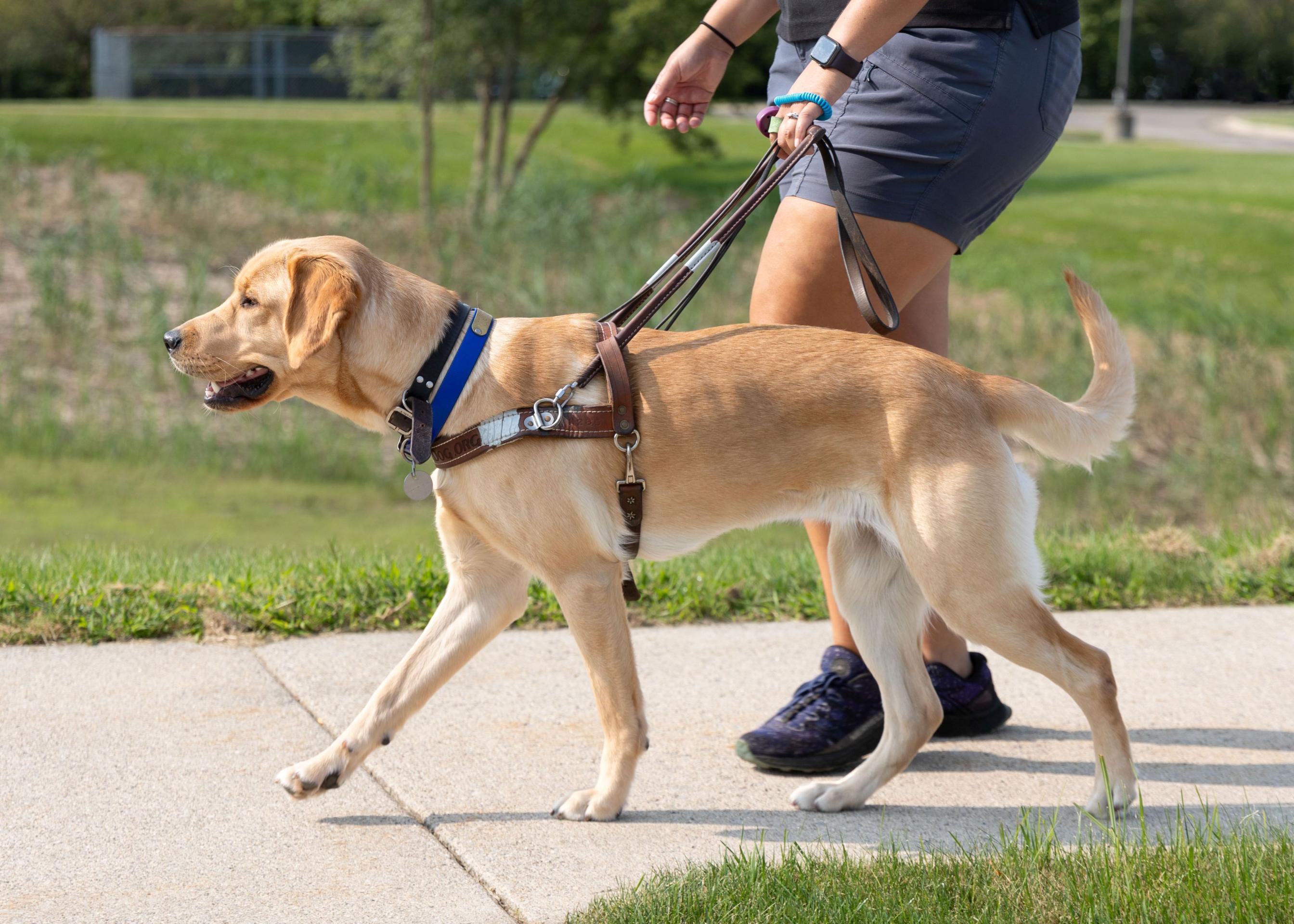 Leader Dogs For The Blind