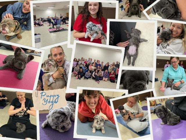 Pictures from Puppy Yoga