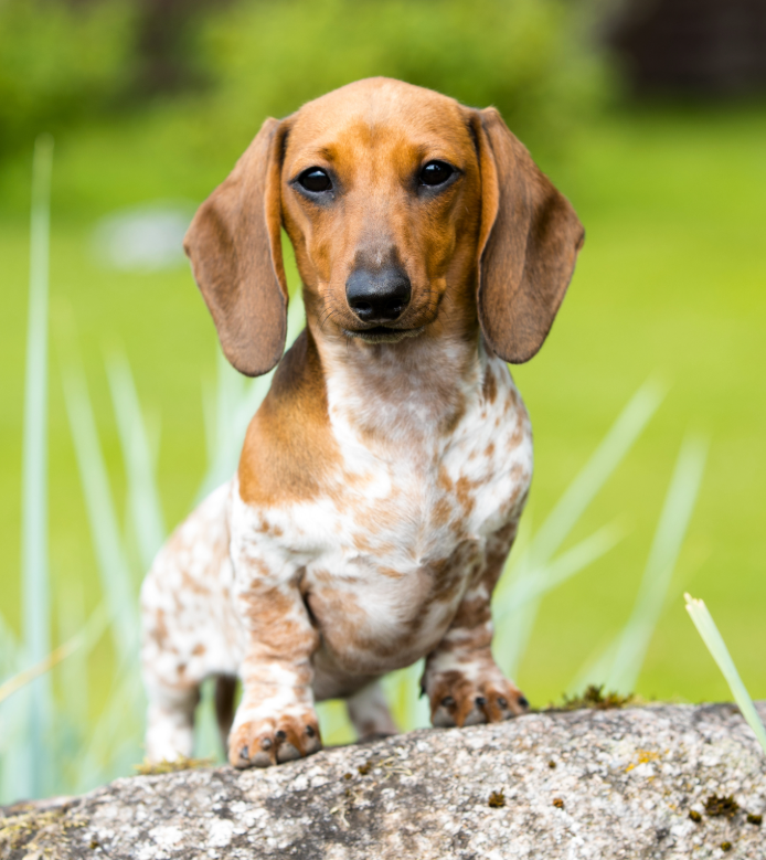 Dachshund Vet Near Me