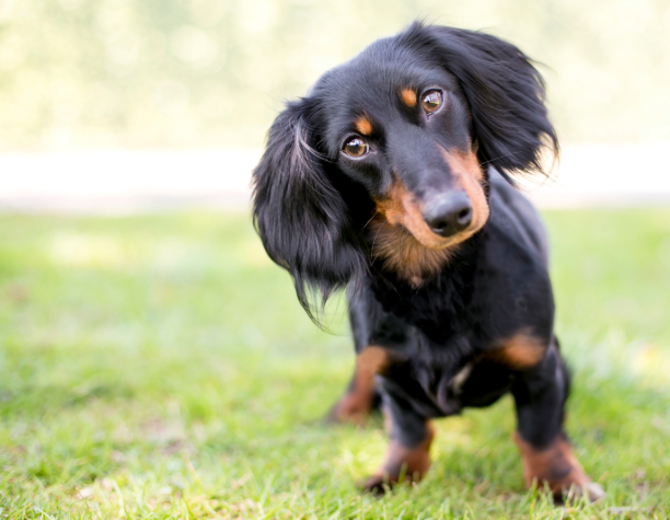 Dachshund Vet Near Me