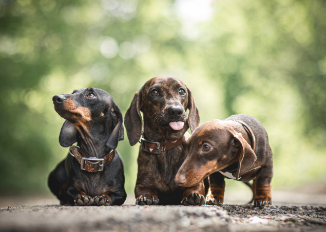 Dachshund Vet Near Me