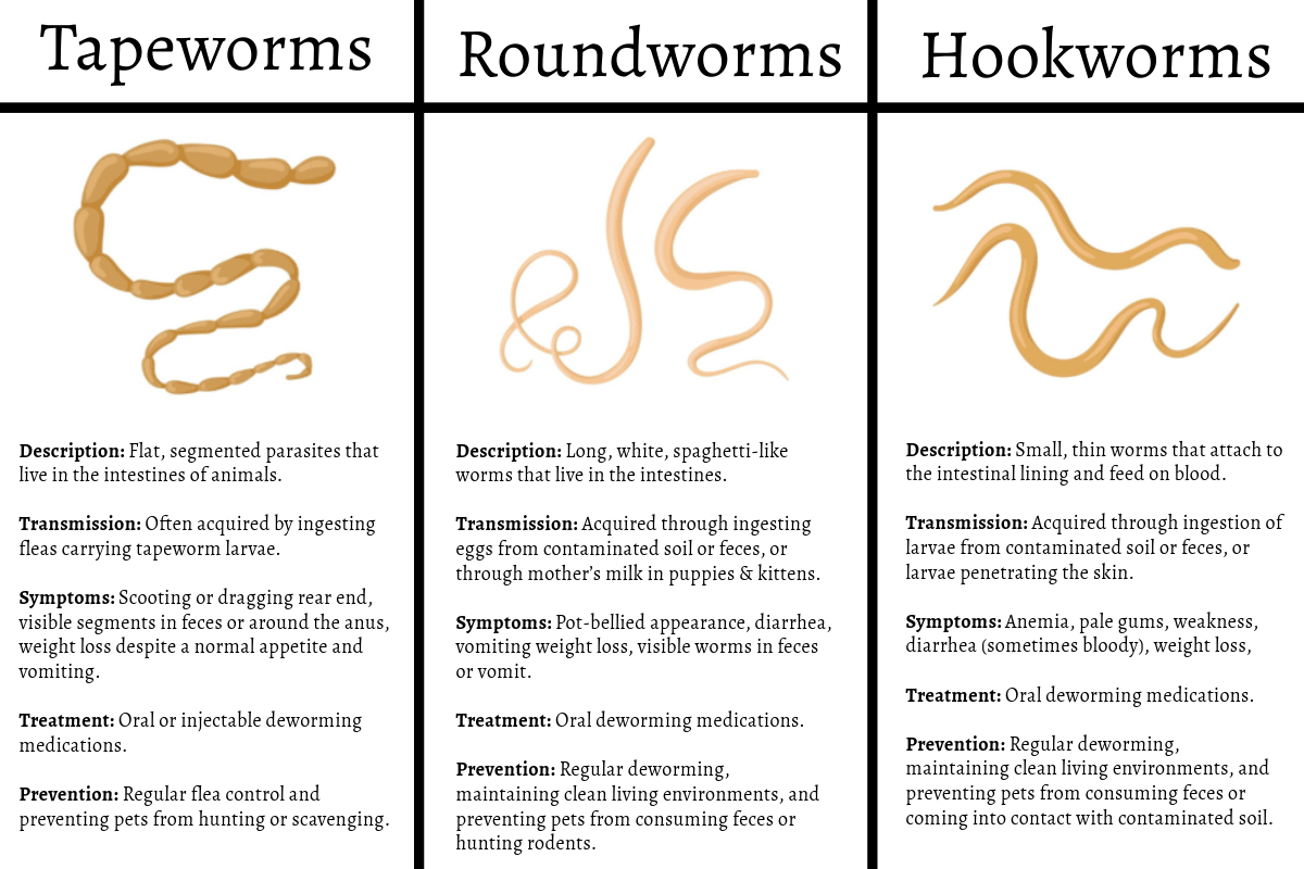 Different Types of Parasites Guide