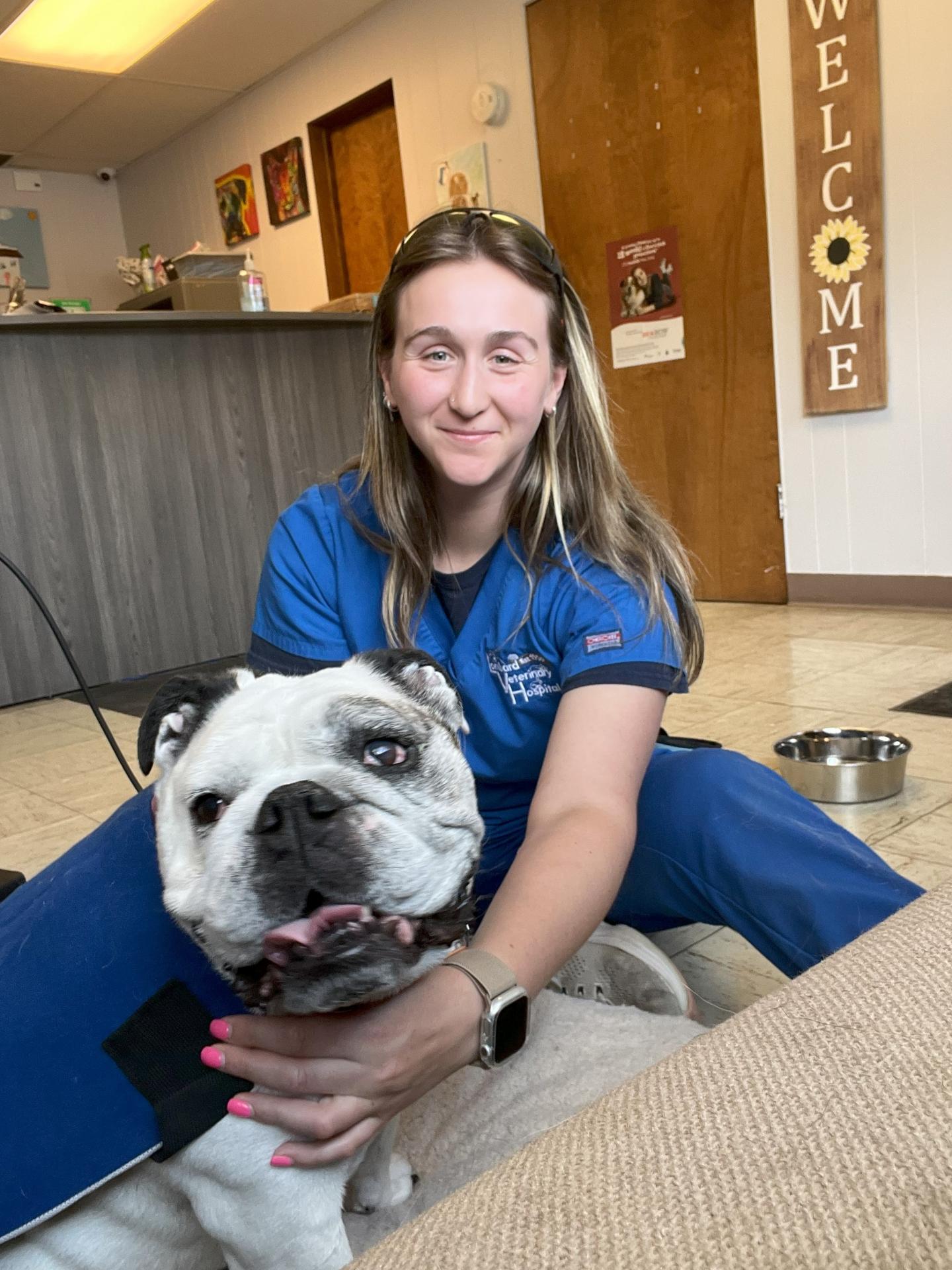 Elizabeth performing cryotherapy on a bulldog at Lombard Veterinary Hospital