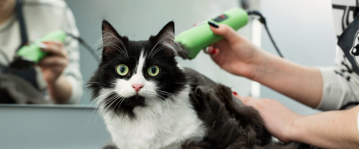 Feline Bathing and Grooming at LVH