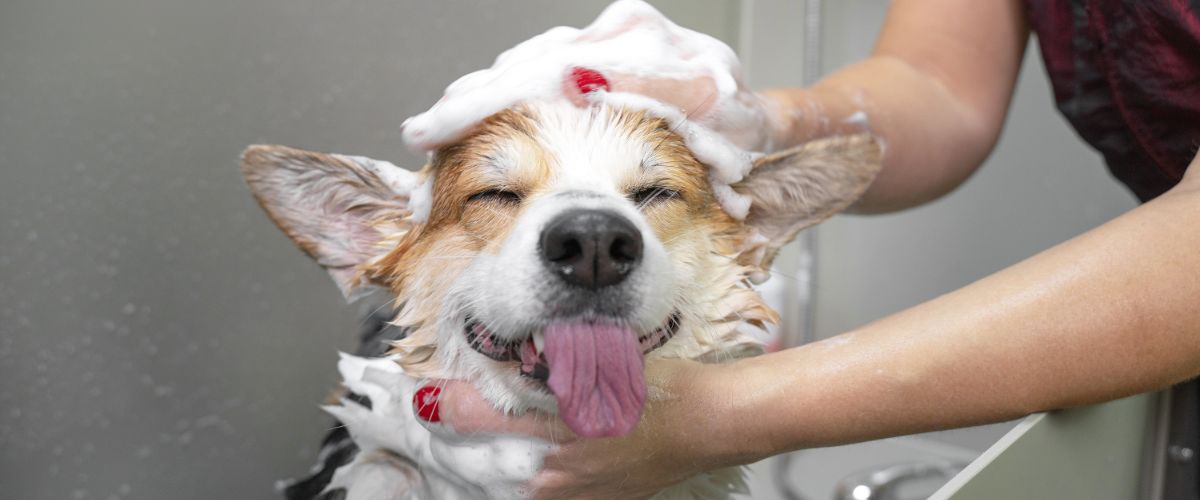 Grooming and Bathing Services at LVH