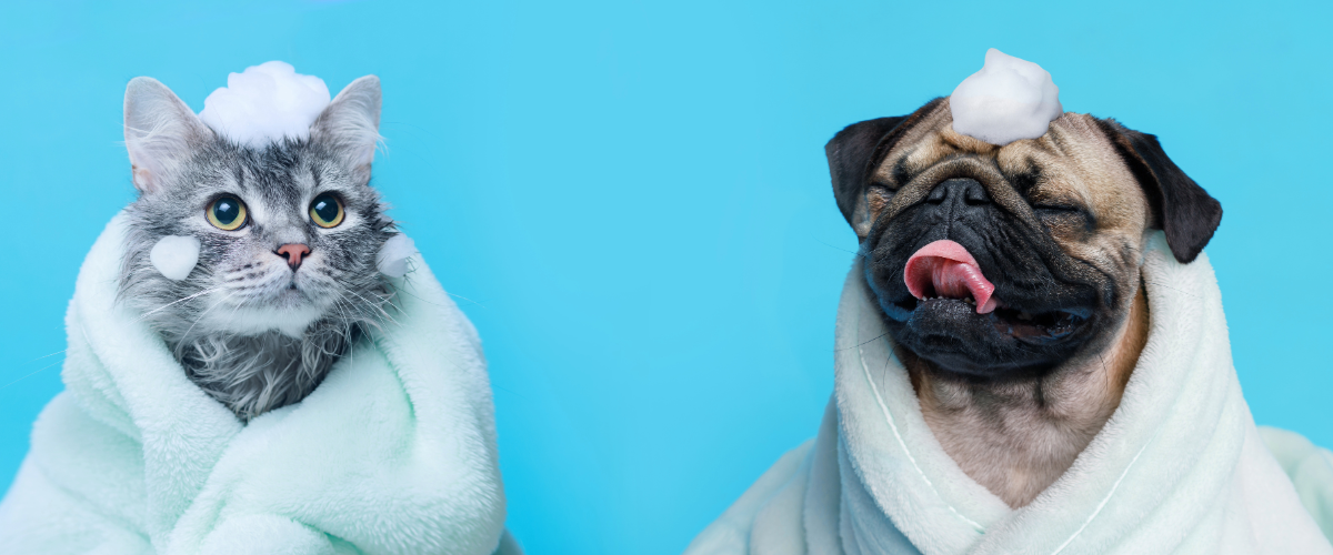 Grooming and Bathing Services at LVH