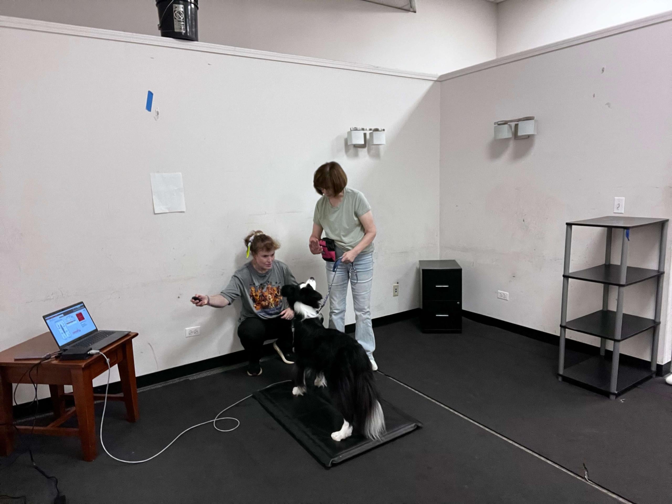 Dog on the stance analysis test