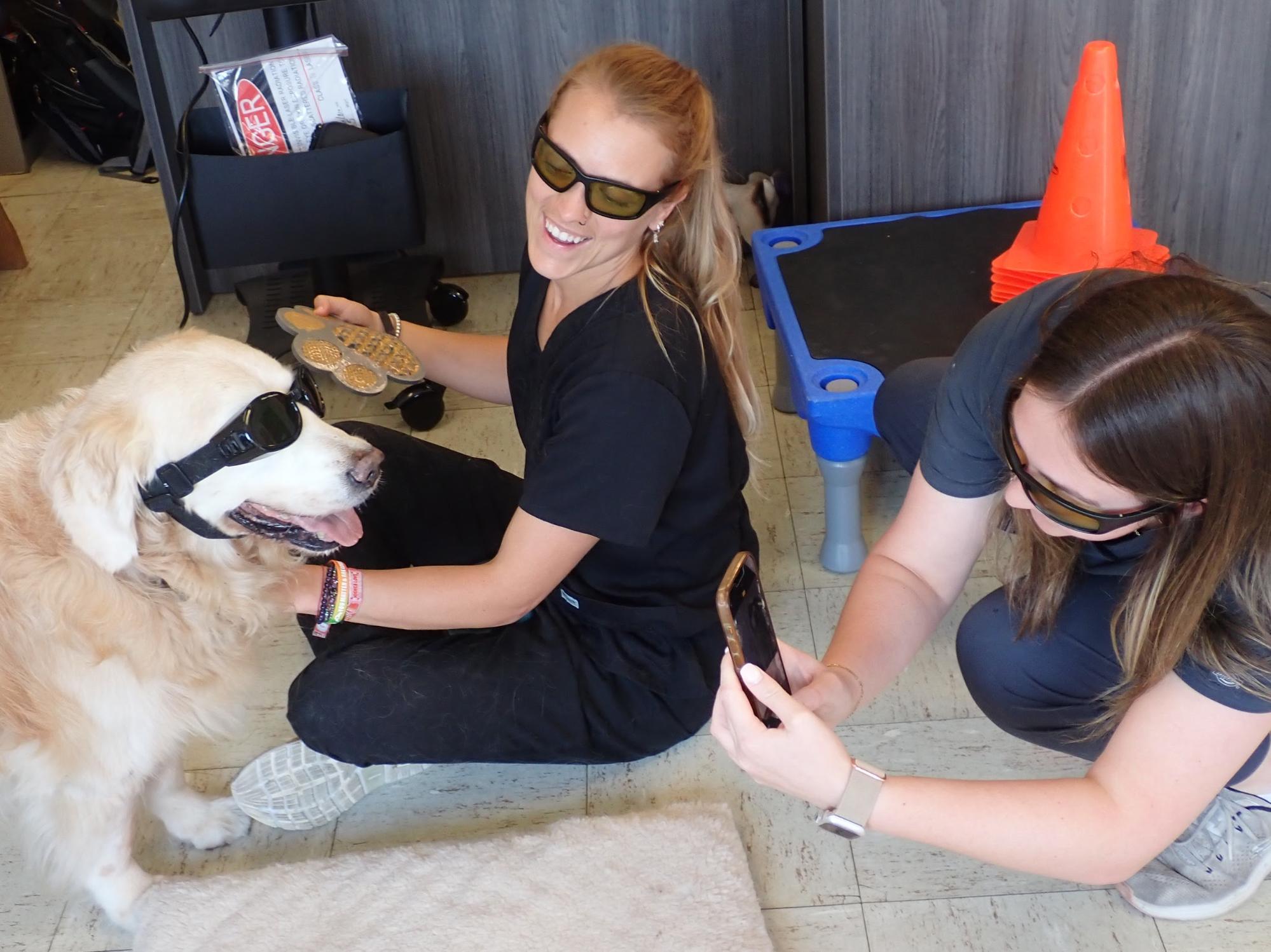 Rehabilitation at Lombard Veterinary Hospital