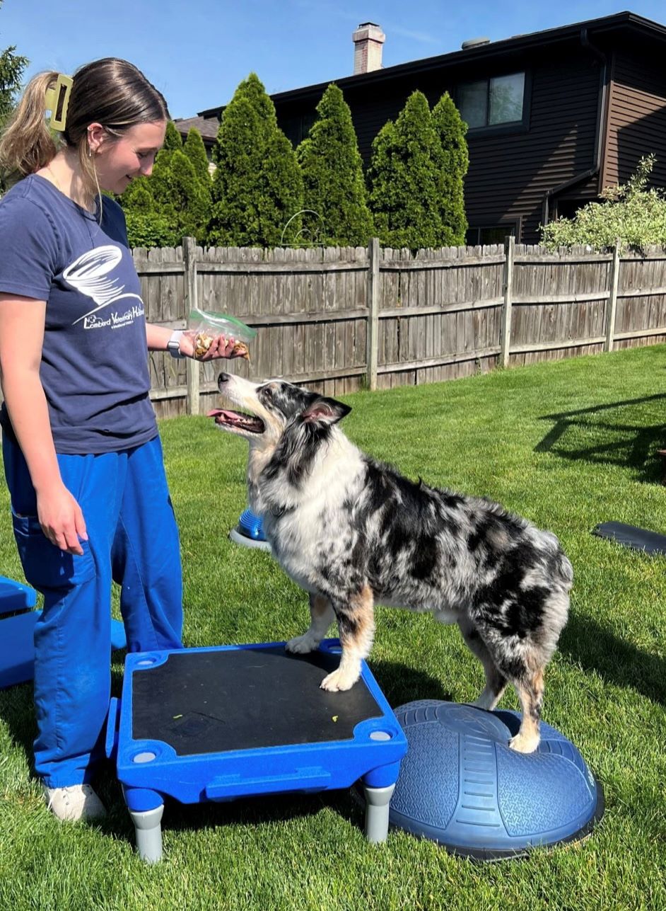 Rehabilitation and Physical Therapy at Lombard Veterinary Hospital