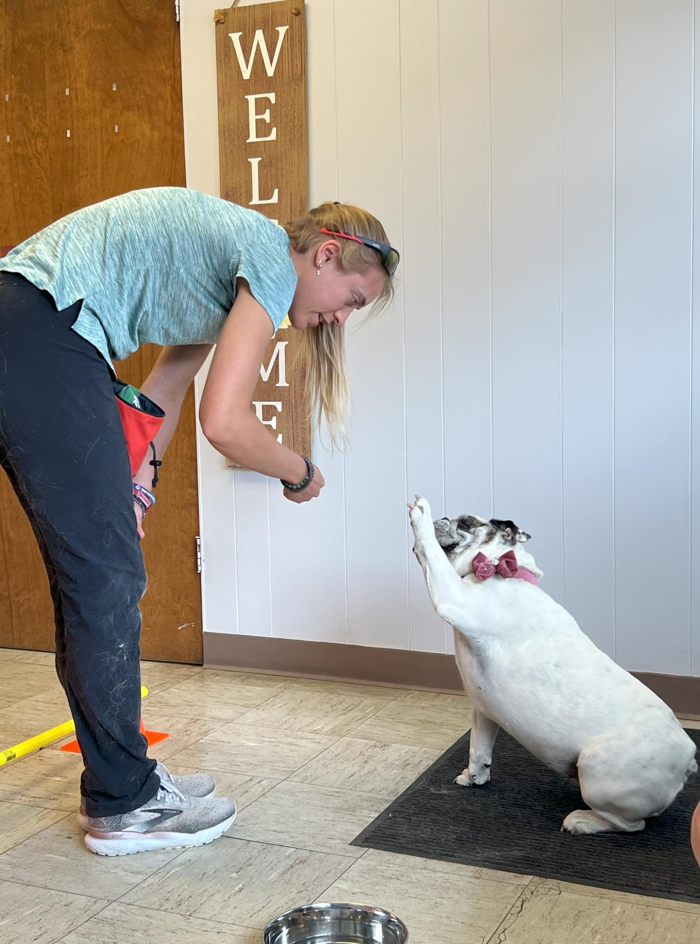 Rehab at Lombard Veterinary Hospital