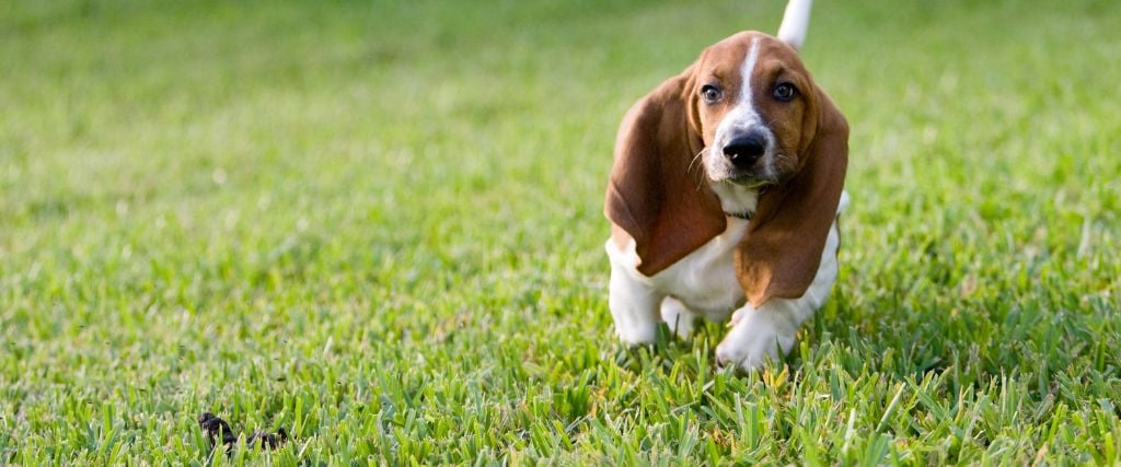 Basset Hounds