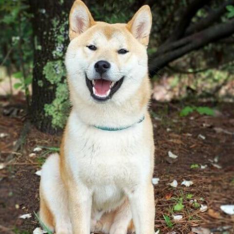 Dog best sale akita images