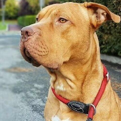 Red nose 2024 tan pitbull