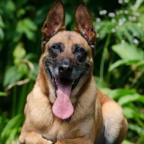 Large belgian hot sale malinois