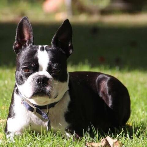 Liver 2024 boston terrier