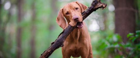 Vizsla Breed Dog