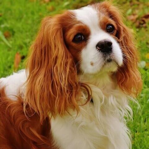 Cavalier king george store spaniel