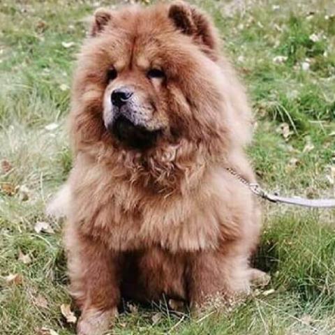 Do chow chows get along store with cats