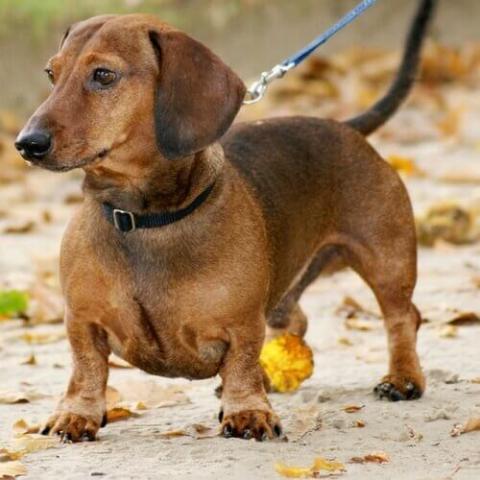 How long are store dachshunds in heat