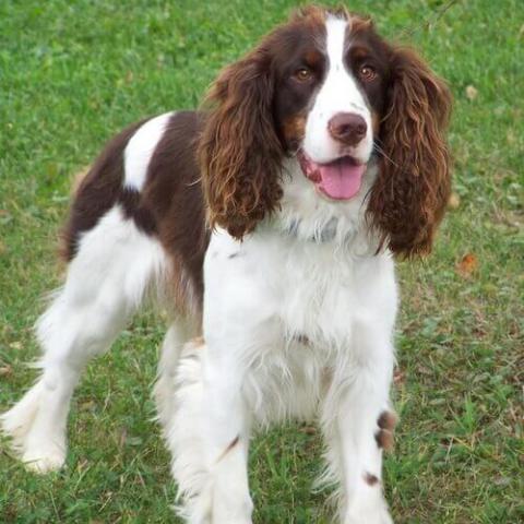 Springer spaniel puppy store biting