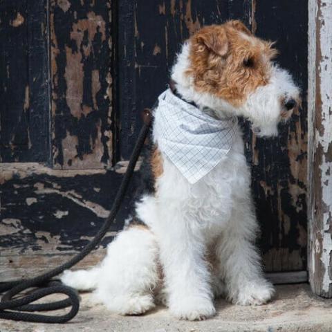 Large wire clearance haired terrier