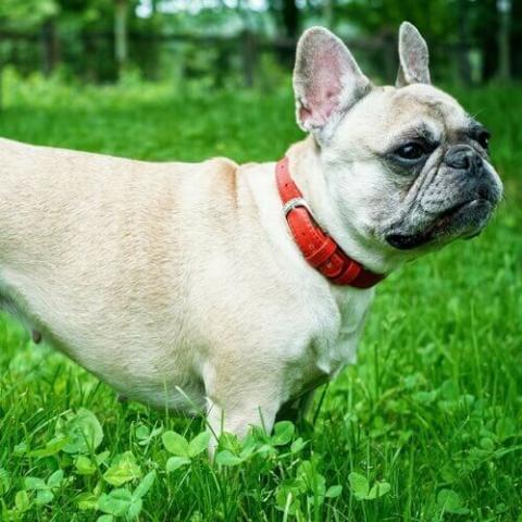 French sales bulldog scratching