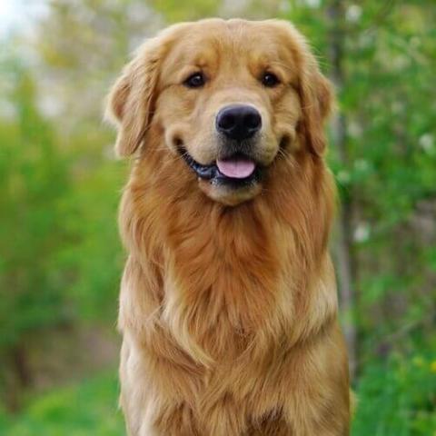 Best type of golden hot sale retriever