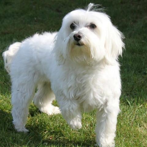 Information about maltese sales dogs