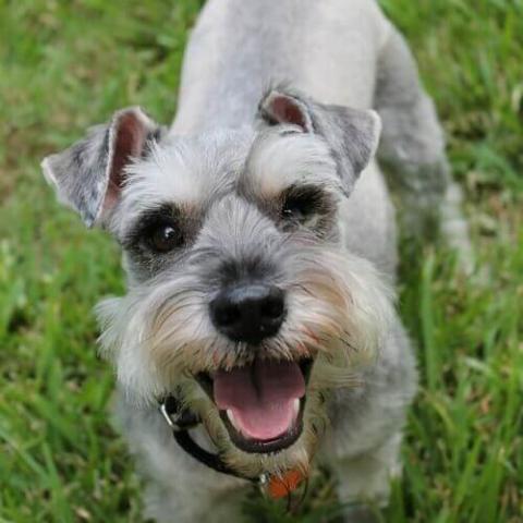 Liver merle outlet schnauzer