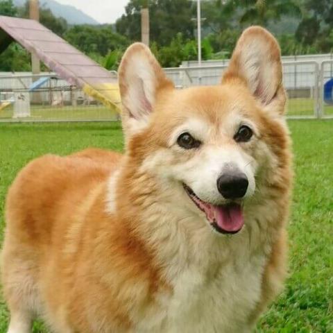 Corgi bred hot sale for