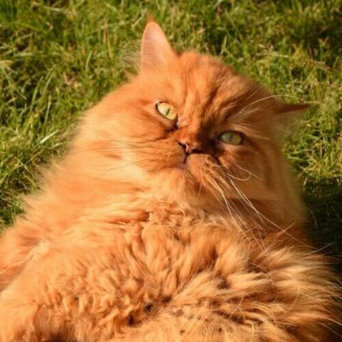 Persian cat age 2024 in human years