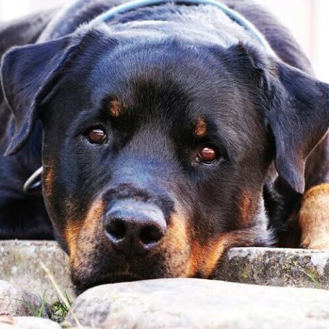 Rottweiler with ears store clipped