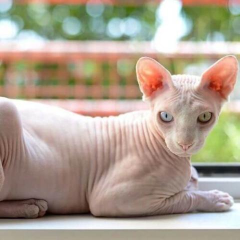 sphynx cat testicles