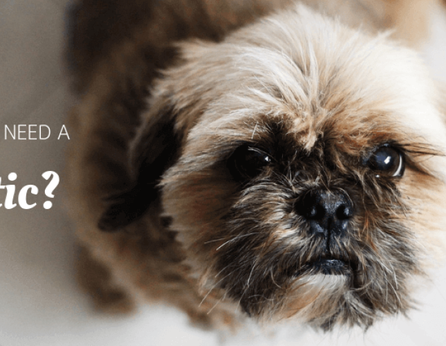 Does Your Pet Need a Probiotic?