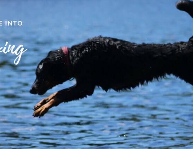 Canine Sports: Dock Diving is Making a Big Splash