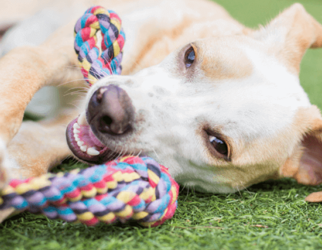 Bad Behavior, Loneliness, Separation Anxiety, Oh My! Is It Time for Doggy Daycare?