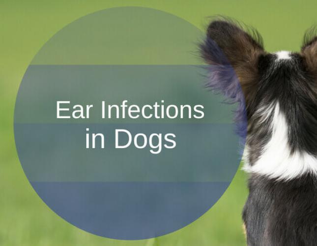 Ear Infections in Dogs