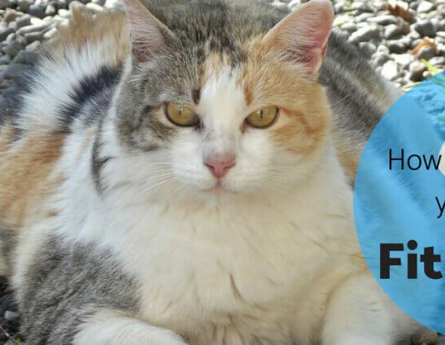 Fit or Fat: Your Pet&#039;s Body Condition Score (BCS)