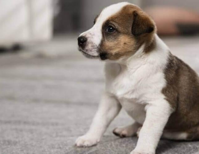 7 Puppy Potty Training Tips to Save Your Sanity...and Your Home